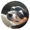Stupid Dogs 11
