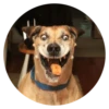Stupid Dogs 20