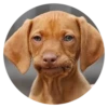 Stupid Dogs 21