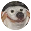 Stupid Dogs 23