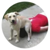 Stupid Dogs 24