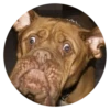 Stupid Dogs 25