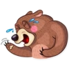 Honey Bear 7