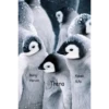 Athéna's Pinguin 8