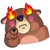 Honey Bear 24