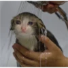 Cat Cry 5
