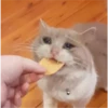 Cat Cry 6