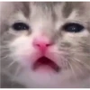 Cat Cry 7