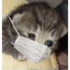 Cat Cry 8