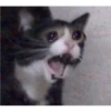 Cat Cry 10