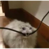 Cat Cry 11
