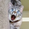 All Cats & Dogs 7