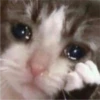 Cat Cry 12