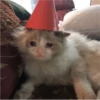 Cat Cry 13