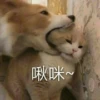 啾咪~