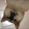 All Cats & Dogs 10