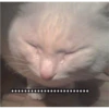 Cat Cry 14