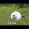 lǎi lǎi ! ! !