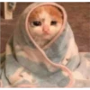 Cat Cry 15