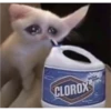 Cat Cry 16