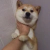 All Cats & Dogs 13
