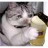 Cat Cry 17