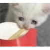 Cat Cry 18