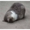 Cat Cry 19