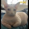 Skinnycat 5
