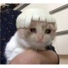 Cat Cry 20