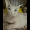 Skinnycat 6