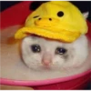 Cat Cry 22