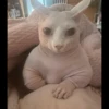 Skinnycat 7