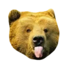 Bears ! 5