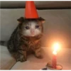 Cat Cry 23