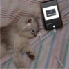 Cat Cry 24