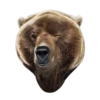Bears ! 6