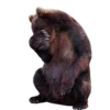 Bears ! 7