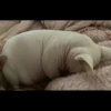 Skinnycat 9