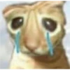 Cat Cry 25
