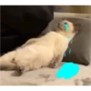 Cat Cry 26