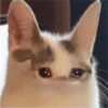 Cat Cry 27