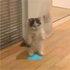 Cat Cry 28