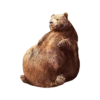 Bears ! 9