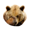 Bears ! 10