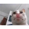 Cat Cry 29