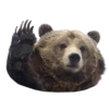 Bears ! 11