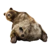 Bears ! 12