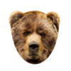 Bears ! 13