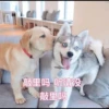 敲里吗 听清没
敲里吗